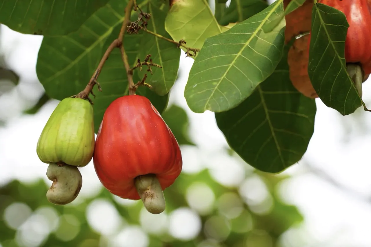Anacardium occidentale - Cashew Tree, Cashew Nuts - Image 3