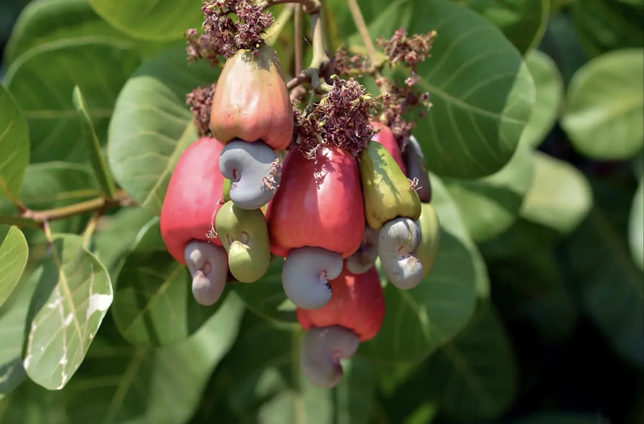 Anacardium occidentale - Cashew Tree, Cashew Nuts - Image 4