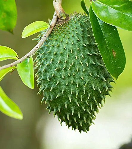 Annona muricata - Soursop, Graviola, Guyabano, Guanabana, Prickly Custard Apple, Durian Belanda, D