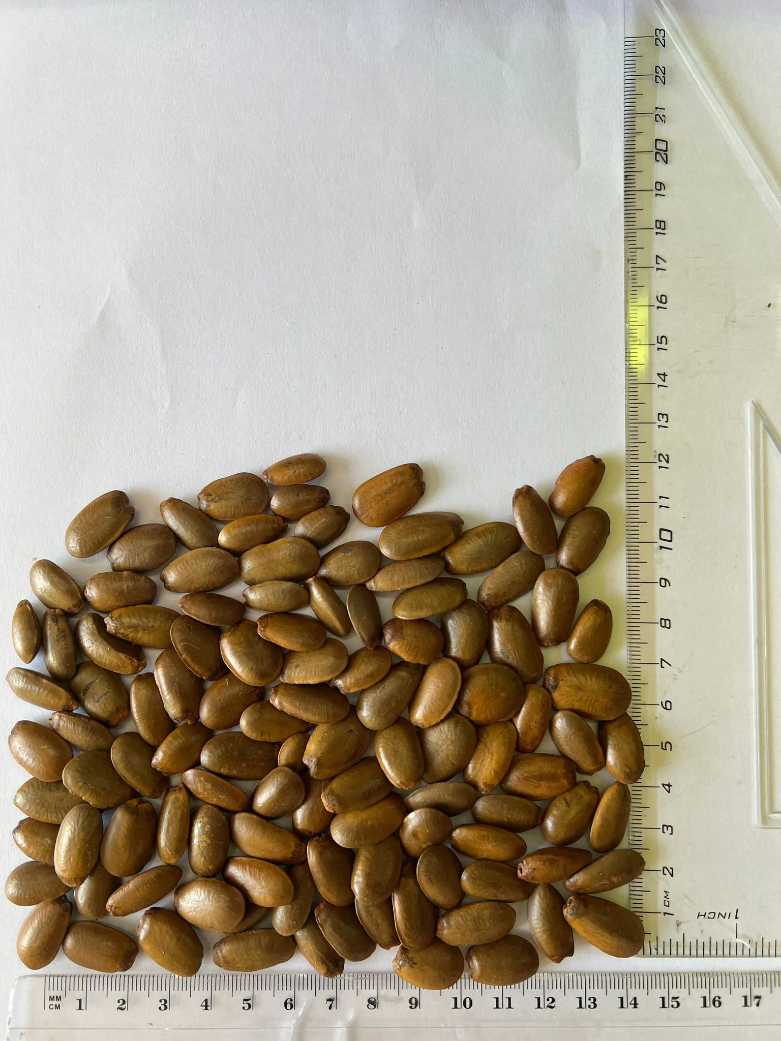 Annona muricata - Soursop, Graviola, Guyabano, Guanabana, Prickly Custard Apple, Durian Belanda, D - Image 9