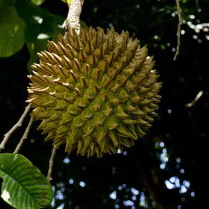 Annona purpurea - Soncoya, Yellow Ilama, chinkuya