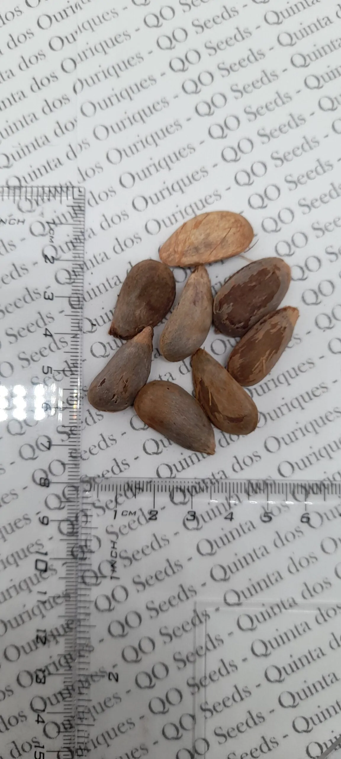 Annona purpurea - Soncoya, Yellow Ilama, chinkuya - Image 4