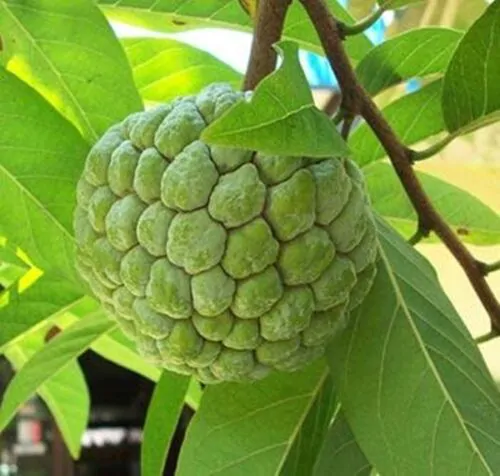 Annona squamosa - Sugar Apple, Sweetsop - Image 2