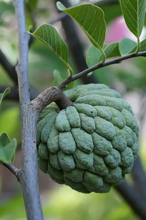 Annona squamosa - Sugar Apple, Sweetsop - Image 5