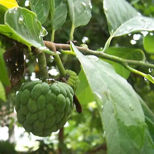 Annona squamosa - Sugar Apple, Sweetsop - Image 6