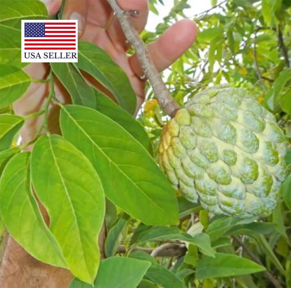 Annona squamosa - Sugar Apple, Sweetsop - Image 7
