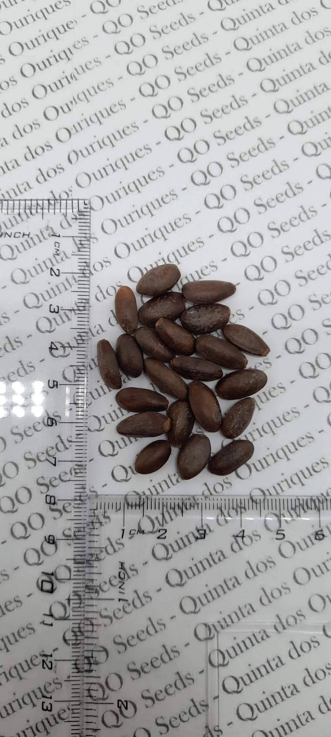 Annona squamosa - Sugar Apple, Sweetsop - Image 8