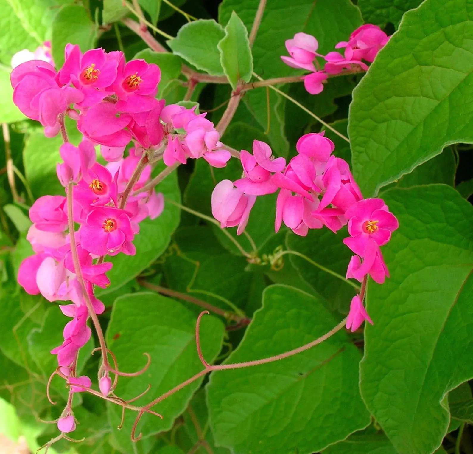 Antigonon leptopus var. pink - Coral Vine, Queen's Wreath,Coralita, Cadena de Amor, Bee Bush, San Miguelito Vine