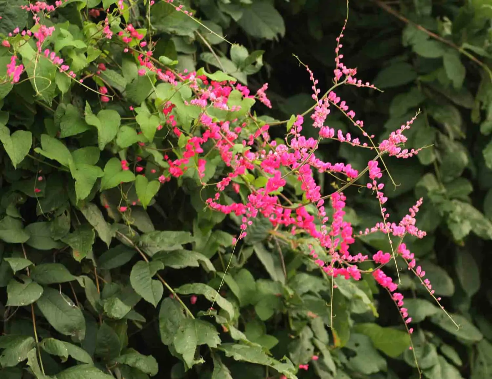 Antigonon leptopus var. pink - Coral Vine, Queen's Wreath,Coralita, Cadena de Amor, Bee Bush, San Miguelito Vine - Image 4