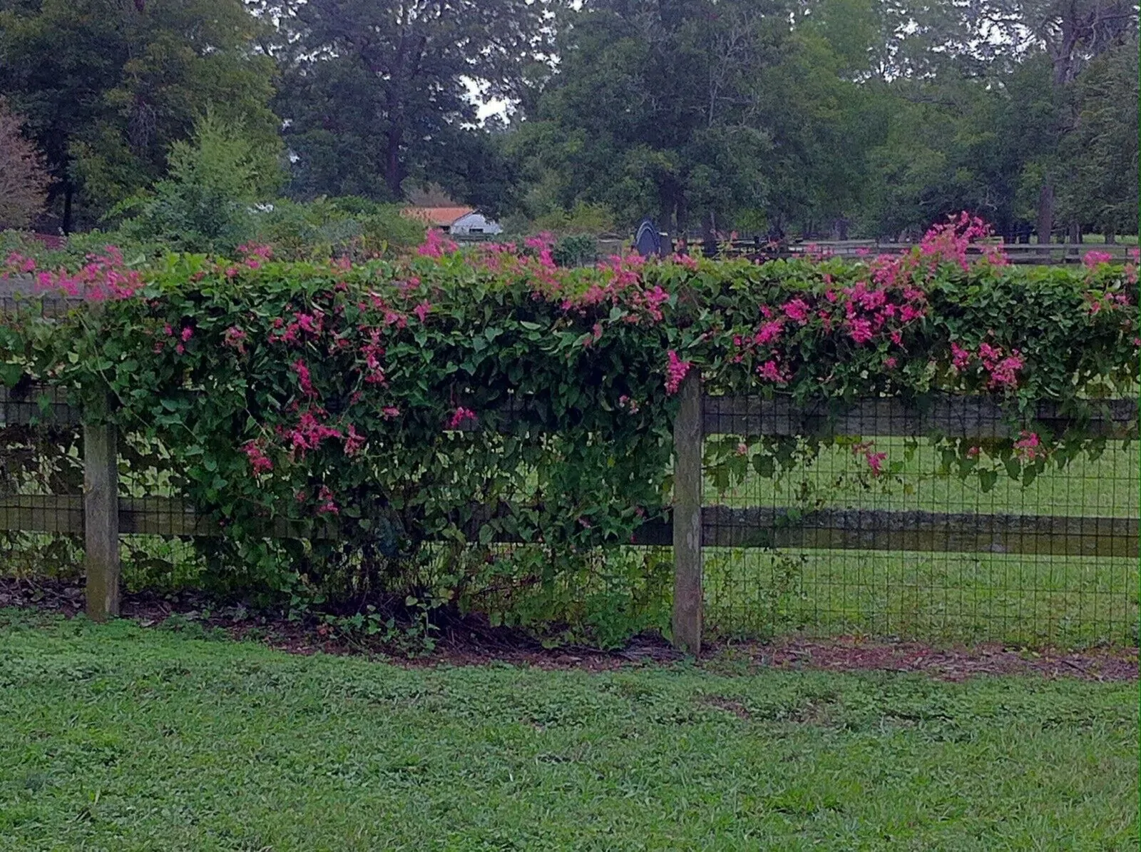 Antigonon leptopus var. pink - Coral Vine, Queen's Wreath,Coralita, Cadena de Amor, Bee Bush, San Miguelito Vine - Image 6