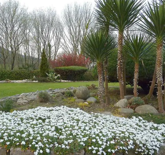 Arabis caucasica ‘Snowfix’ - Caucasus Rock Cress, Alpine Rock Cress, Wall Rock Cress, Mountain Light