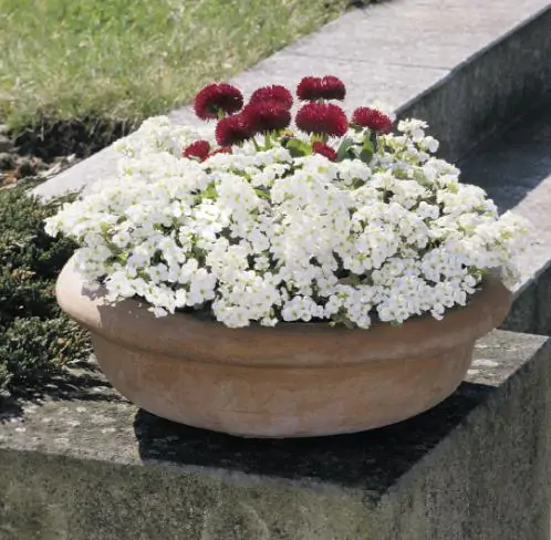 Arabis caucasica ‘Snowfix’ - Caucasus Rock Cress, Alpine Rock Cress, Wall Rock Cress, Mountain Light - Image 4