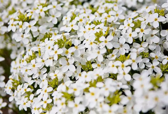 Arabis caucasica ‘Snowfix’ - Caucasus Rock Cress, Alpine Rock Cress, Wall Rock Cress, Mountain Light - Image 5