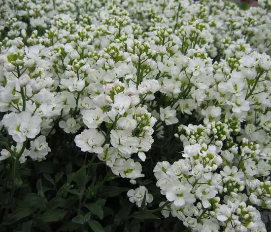 Arabis caucasica ‘Snowfix’ - Caucasus Rock Cress, Alpine Rock Cress, Wall Rock Cress, Mountain Light - Image 7