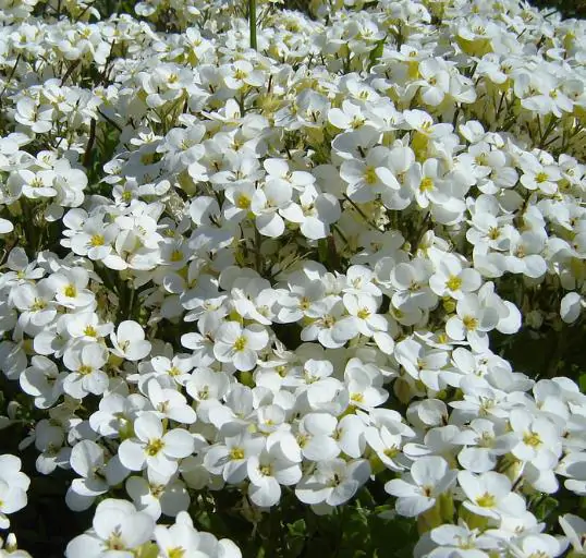 Arabis caucasica ‘Snowfix’ - Caucasus Rock Cress, Alpine Rock Cress, Wall Rock Cress, Mountain Light - Image 8