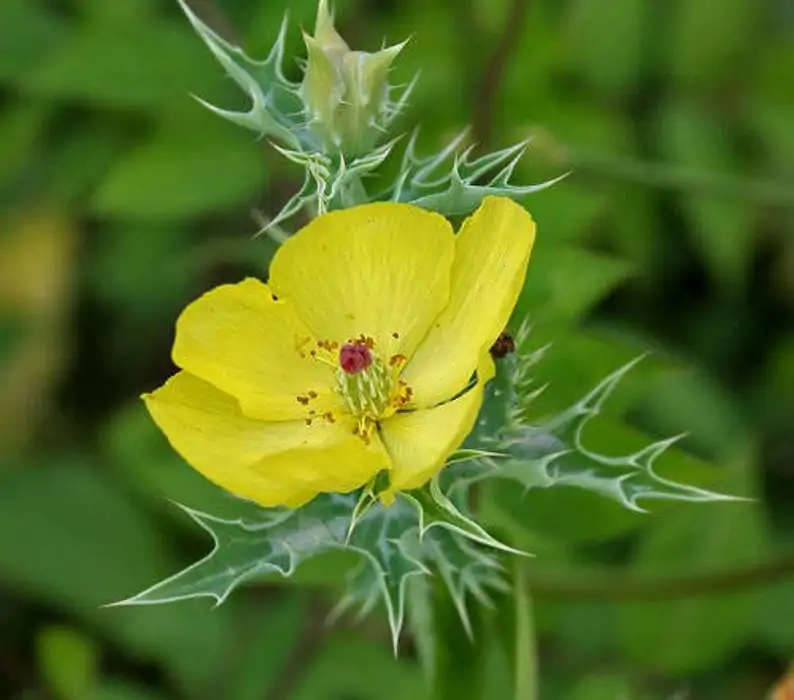 Argemone mexicana - Mexican Poppy, Mexican Prickly Poppy, Flowering Thistle, Cardo or Cardosanto