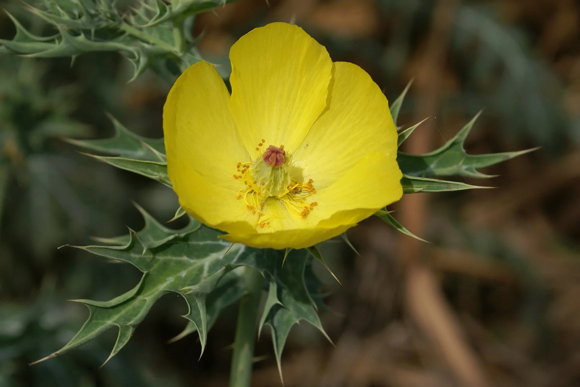 Argemone mexicana - Mexican Poppy, Mexican Prickly Poppy, Flowering Thistle, Cardo or Cardosanto - Image 2
