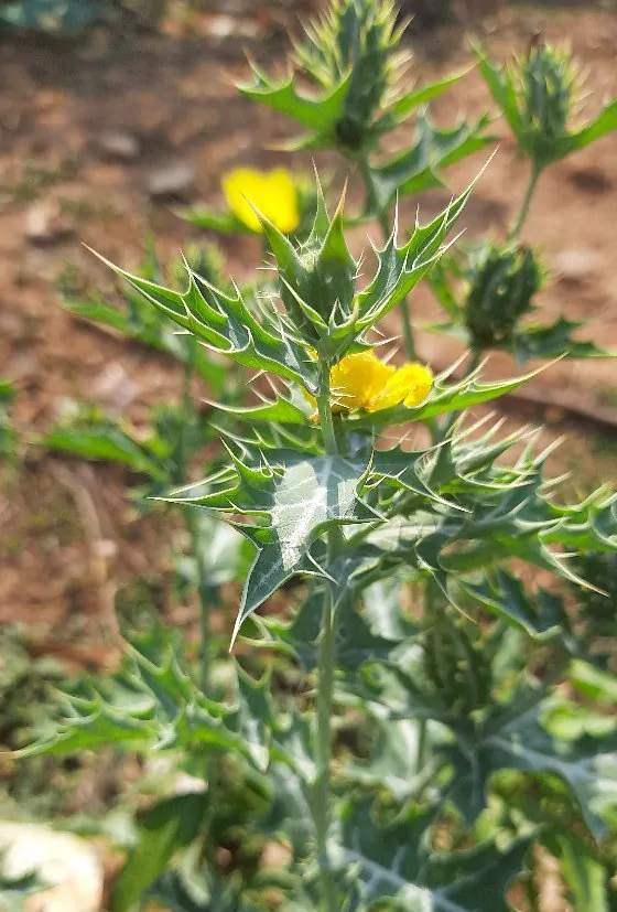 Argemone mexicana - Mexican Poppy, Mexican Prickly Poppy, Flowering Thistle, Cardo or Cardosanto - Image 3