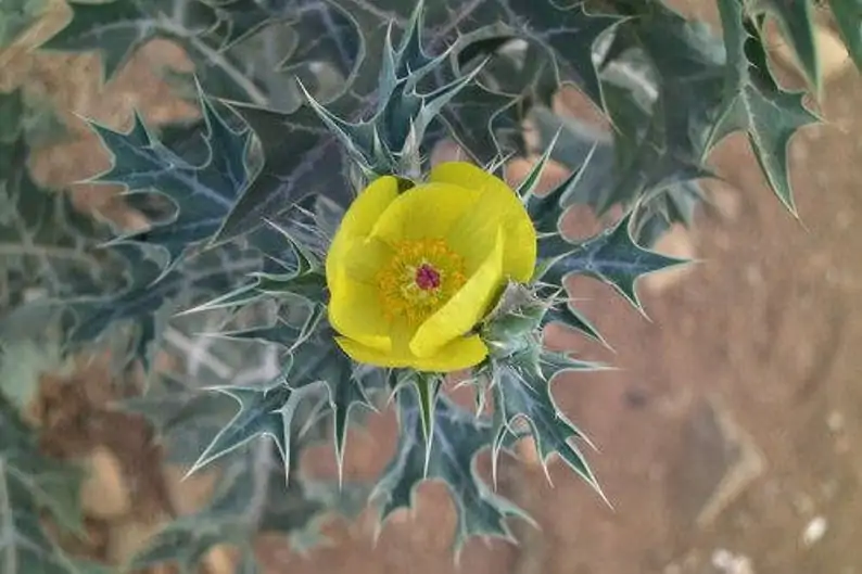 Argemone mexicana - Mexican Poppy, Mexican Prickly Poppy, Flowering Thistle, Cardo or Cardosanto - Image 4