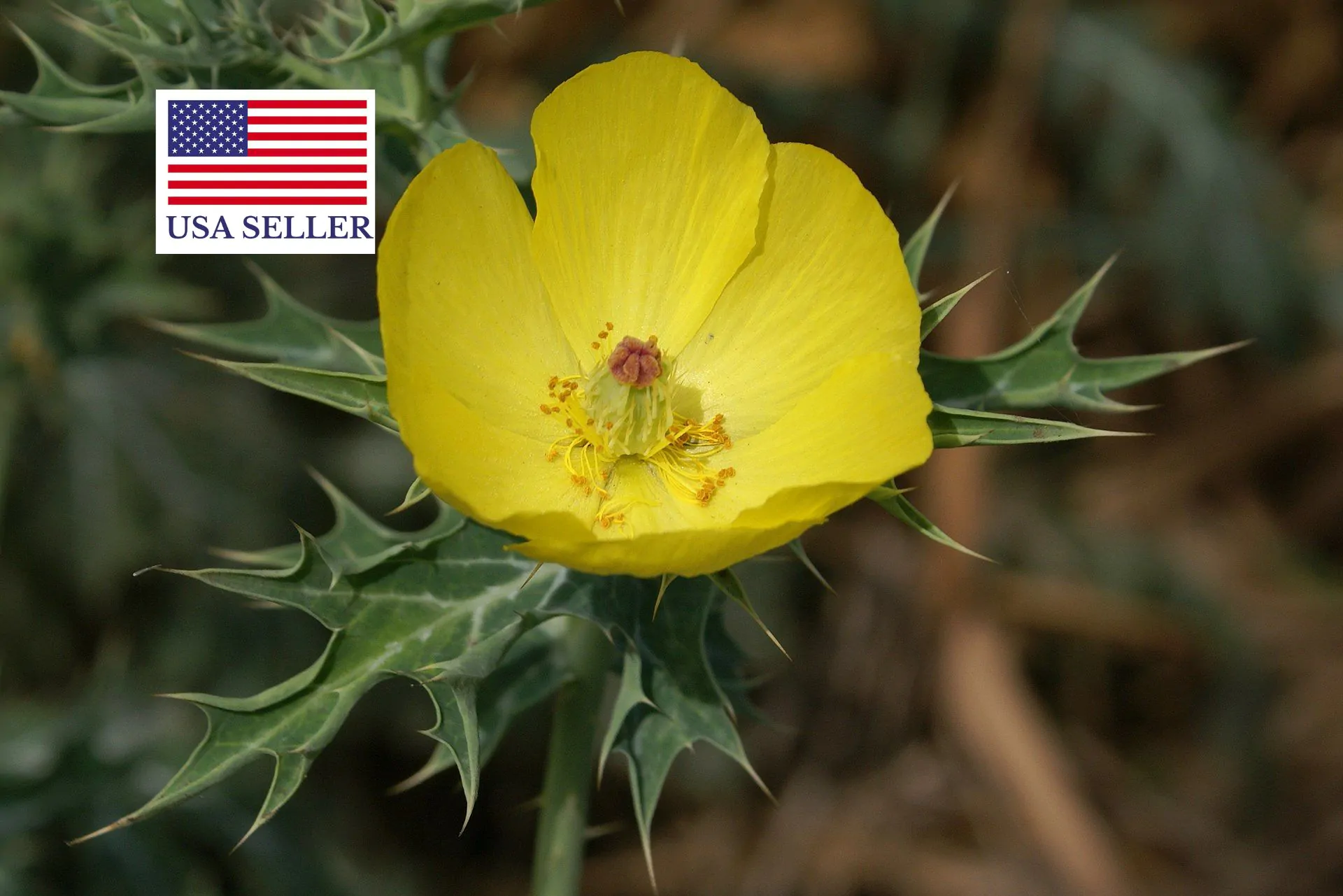 Argemone mexicana - Mexican Poppy, Mexican Prickly Poppy, Flowering Thistle, Cardo or Cardosanto - Image 6