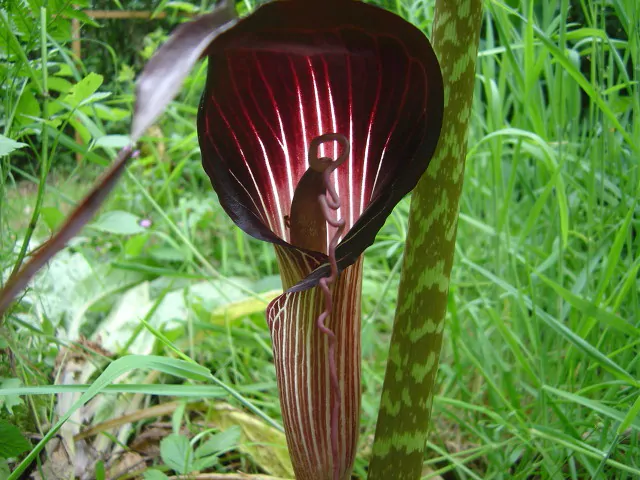 Arisaema speciosum - Double-Whip Cobra Lily - Image 2