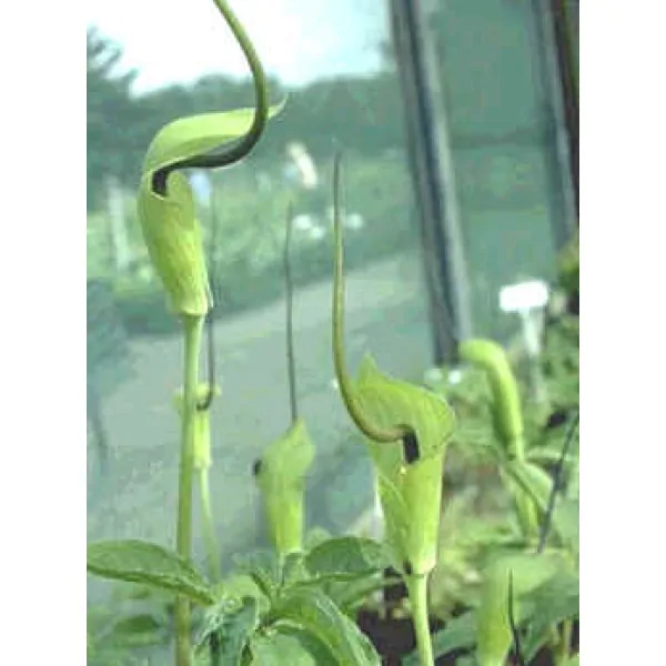 Arisaema tortuosum - Whipcord Cobra Lily - Image 3