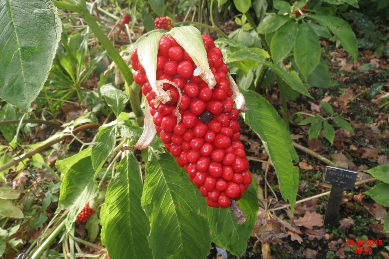 Arisaema tortuosum - Whipcord Cobra Lily - Image 5
