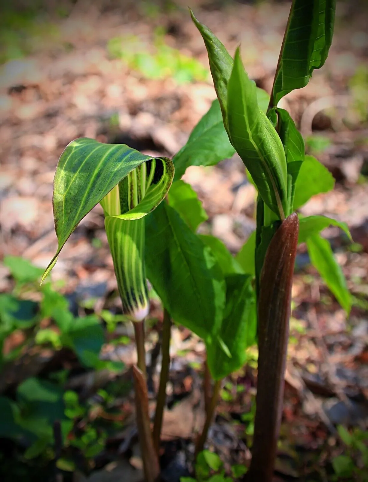 Arisaema tortuosum - Whipcord Cobra Lily - Image 6