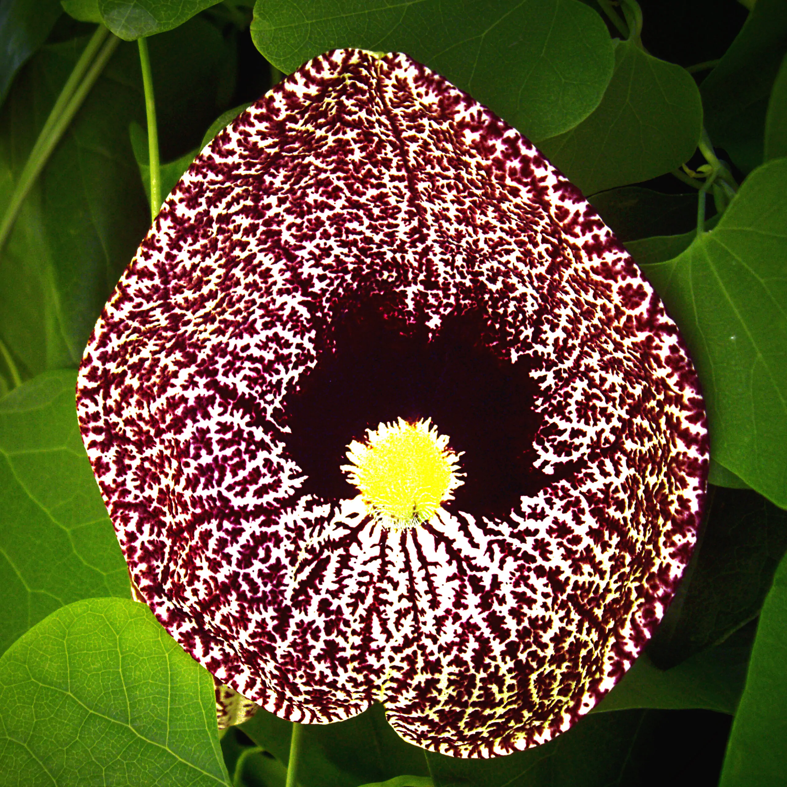 Aristolochia elegans - Dutchman's pipe