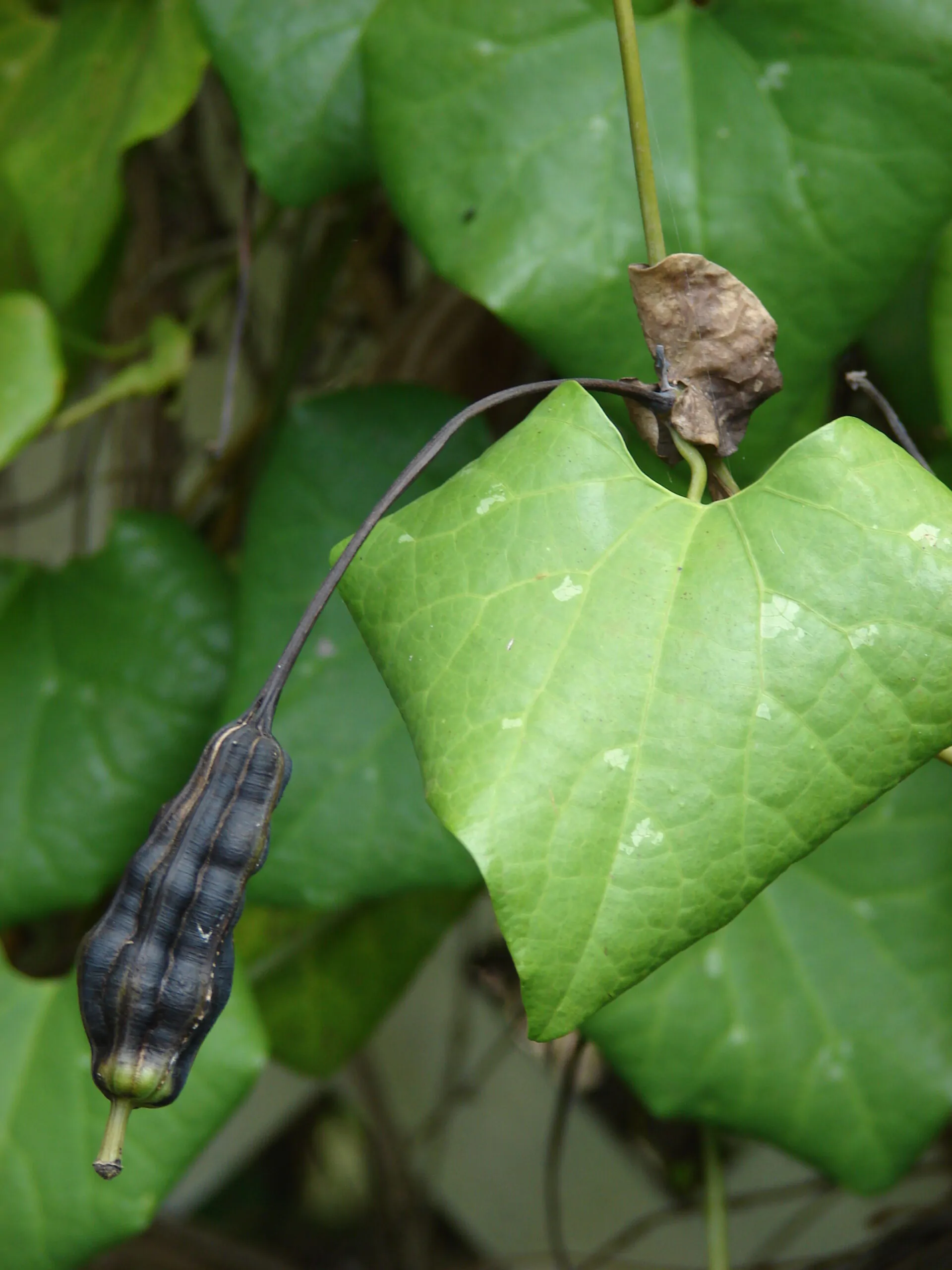 Aristolochia elegans - Dutchman's pipe - Image 5