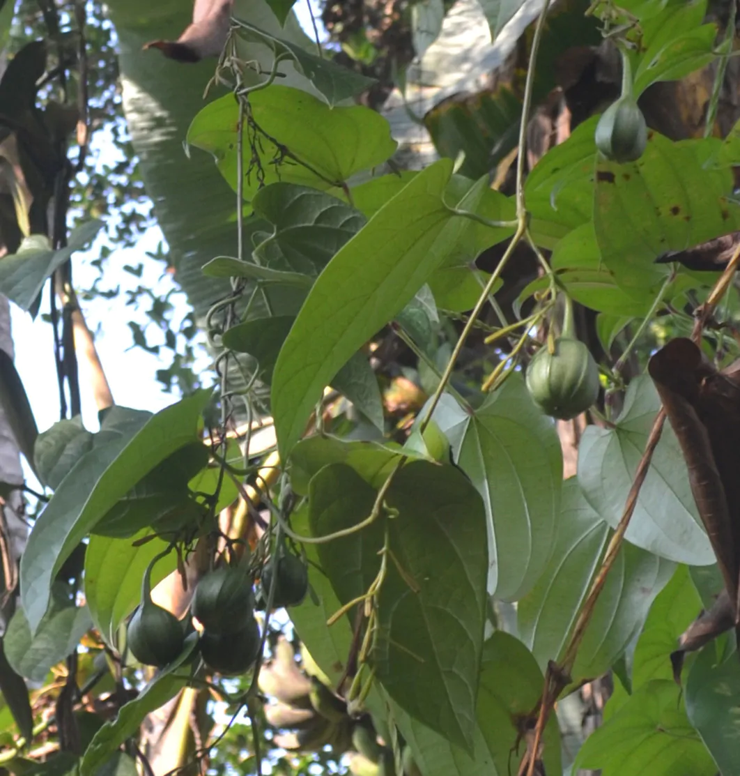 Aristolochia tagala - Indian Birthwort, Dutchman's Pipe - Image 3