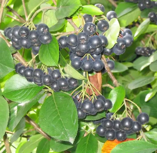 Aronia melanocarpa / Photinia melanocarpa - Aronia Berry, Black Chokeberry