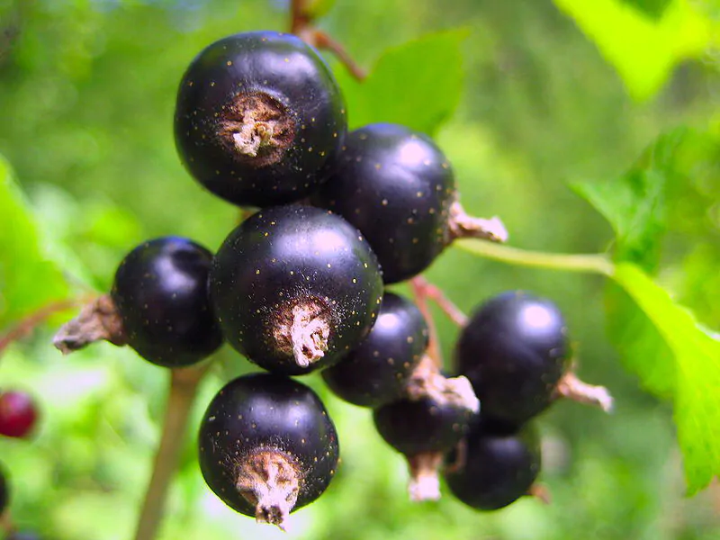 Aronia melanocarpa / Photinia melanocarpa - Aronia Berry, Black Chokeberry - Image 2