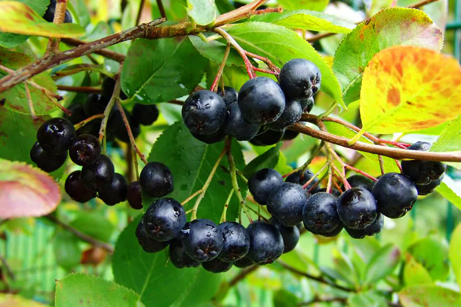 Aronia melanocarpa / Photinia melanocarpa - Aronia Berry, Black Chokeberry - Image 3
