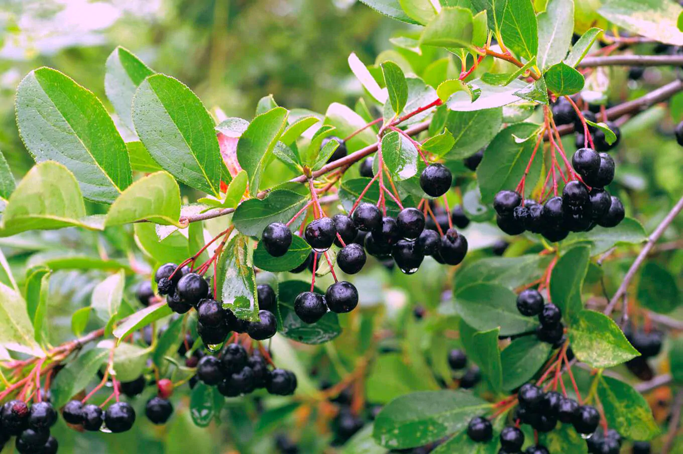 Aronia melanocarpa / Photinia melanocarpa - Aronia Berry, Black Chokeberry - Image 4