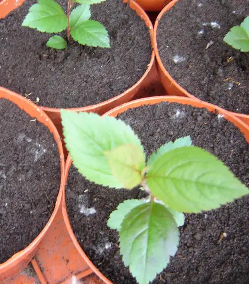 Aronia melanocarpa / Photinia melanocarpa - Aronia Berry, Black Chokeberry - Image 6