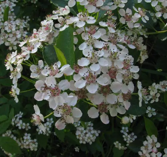 Aronia melanocarpa / Photinia melanocarpa - Aronia Berry, Black Chokeberry - Image 7
