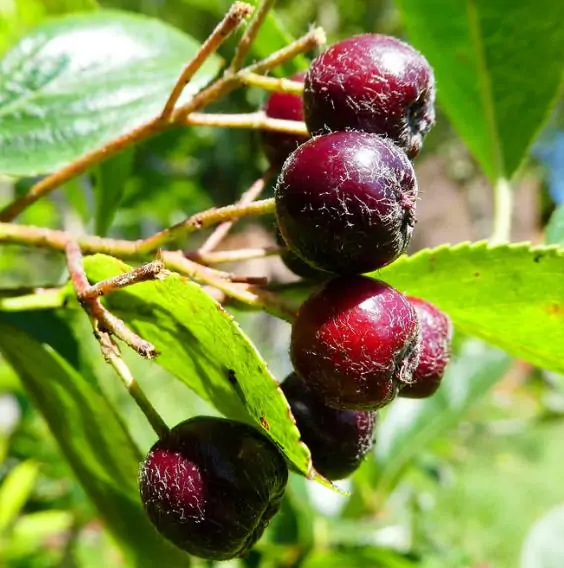 Aronia melanocarpa / Photinia melanocarpa - Aronia Berry, Black Chokeberry - Image 9