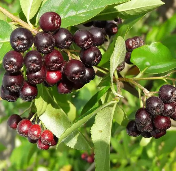 Aronia melanocarpa / Photinia melanocarpa - Aronia Berry, Black Chokeberry - Image 10