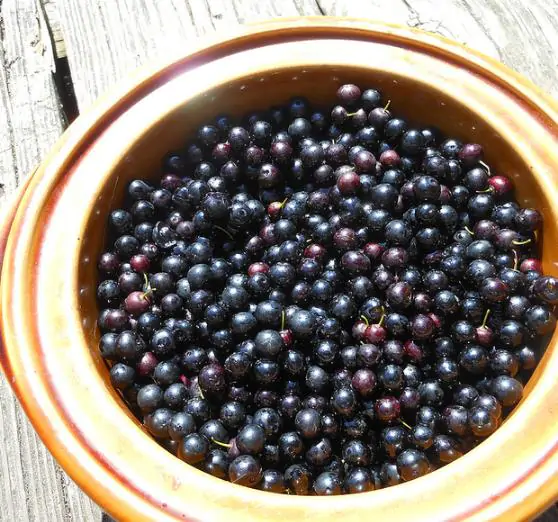 Aronia melanocarpa / Photinia melanocarpa - Aronia Berry, Black Chokeberry - Image 13