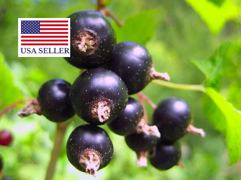 Aronia melanocarpa / Photinia melanocarpa - Aronia Berry, Black Chokeberry - Image 15