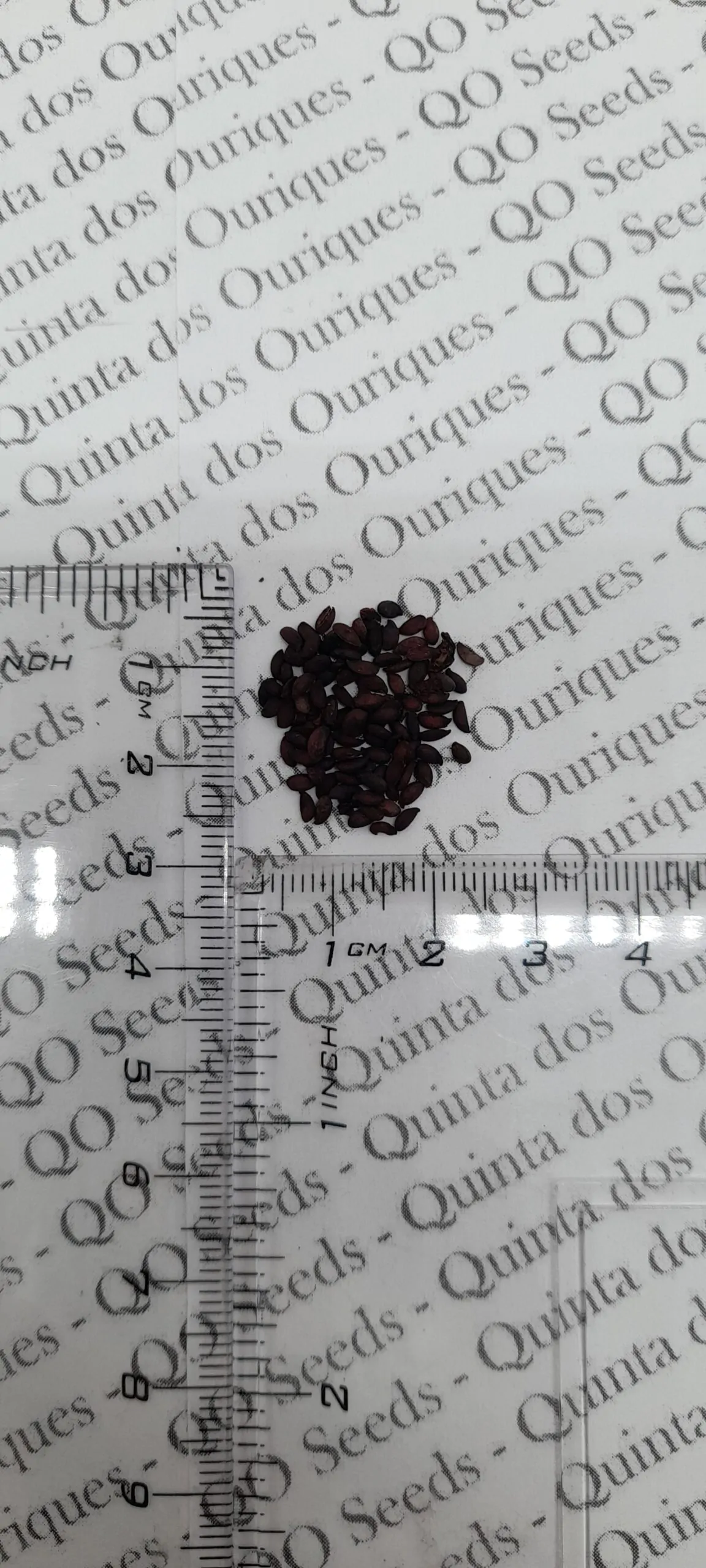 Aronia melanocarpa / Photinia melanocarpa - Aronia Berry, Black Chokeberry - Image 16