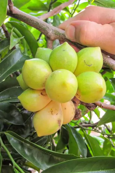 Artabotrys hexapetalus - Climbing Ylang-Ylang, Manoranjini, Ylang Ylang Vine, Tail Grape, Climbing Ilang-