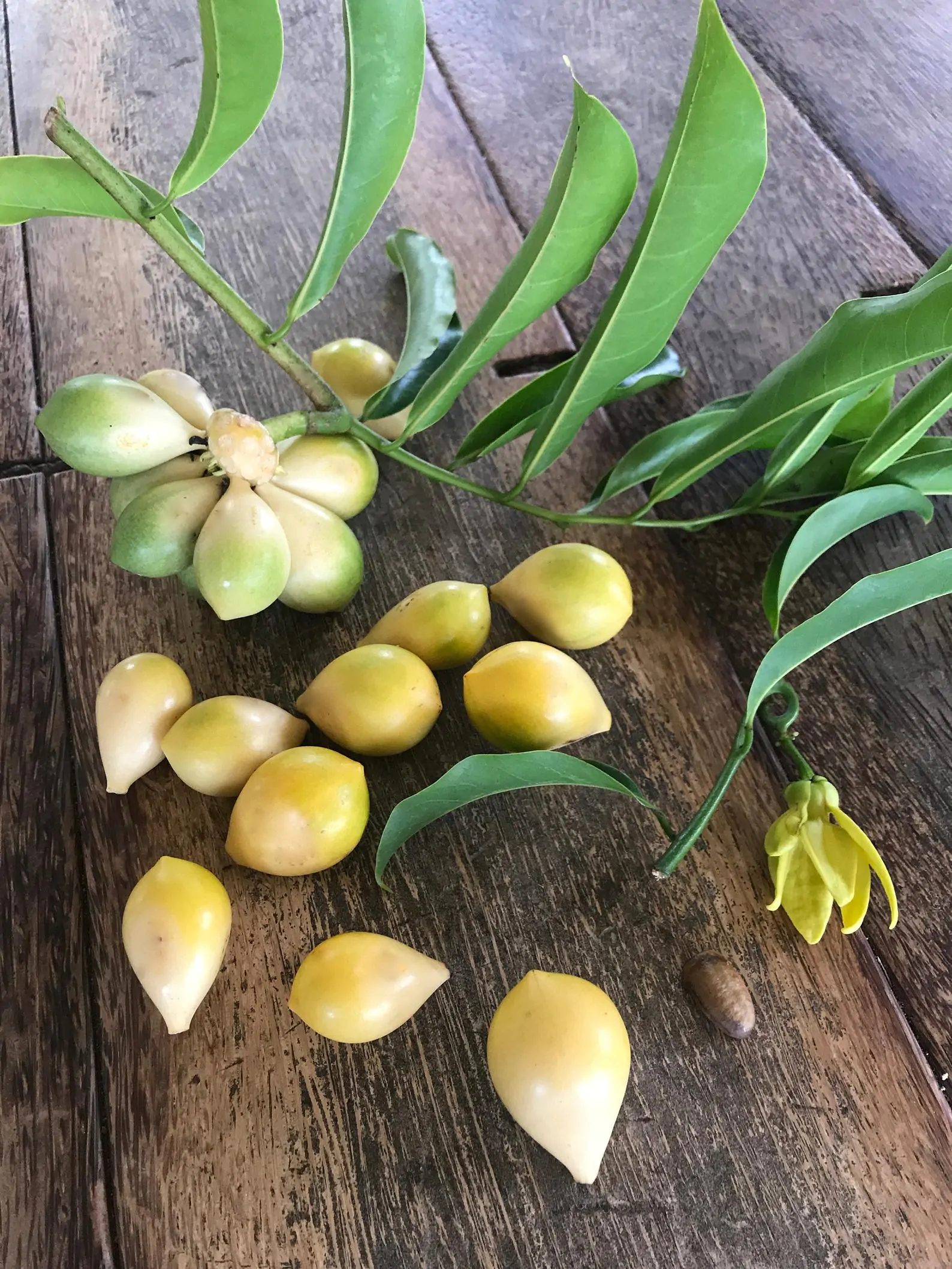 Artabotrys hexapetalus - Climbing Ylang-Ylang, Manoranjini, Ylang Ylang Vine, Tail Grape, Climbing Ilang- - Image 2