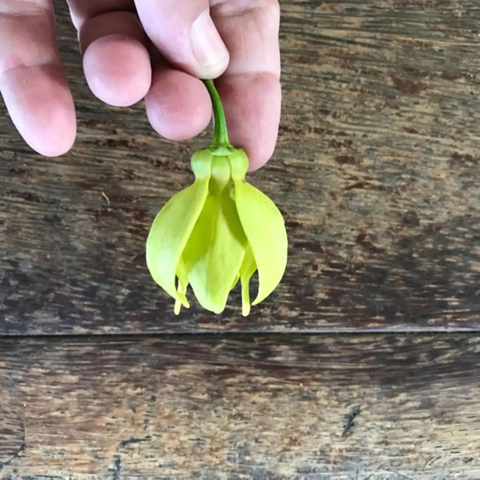 Artabotrys hexapetalus - Climbing Ylang-Ylang, Manoranjini, Ylang Ylang Vine, Tail Grape, Climbing Ilang- - Image 3