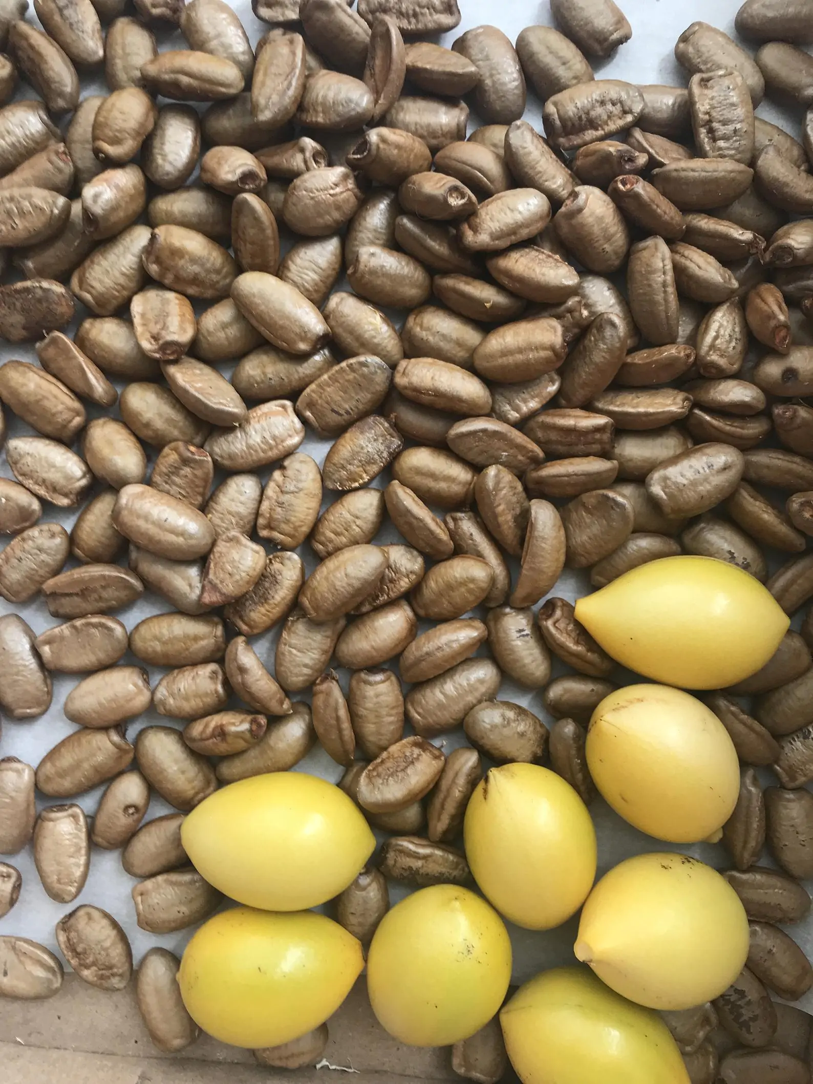 Artabotrys hexapetalus - Climbing Ylang-Ylang, Manoranjini, Ylang Ylang Vine, Tail Grape, Climbing Ilang- - Image 7