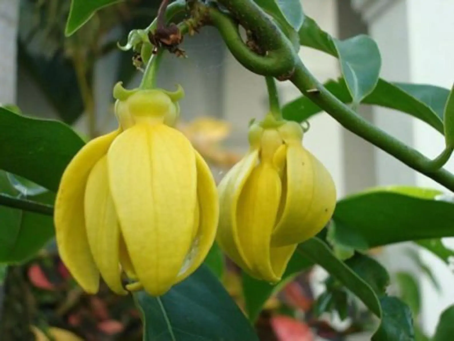 Artabotrys hexapetalus - Climbing Ylang-Ylang, Manoranjini, Ylang Ylang Vine, Tail Grape, Climbing Ilang- - Image 8