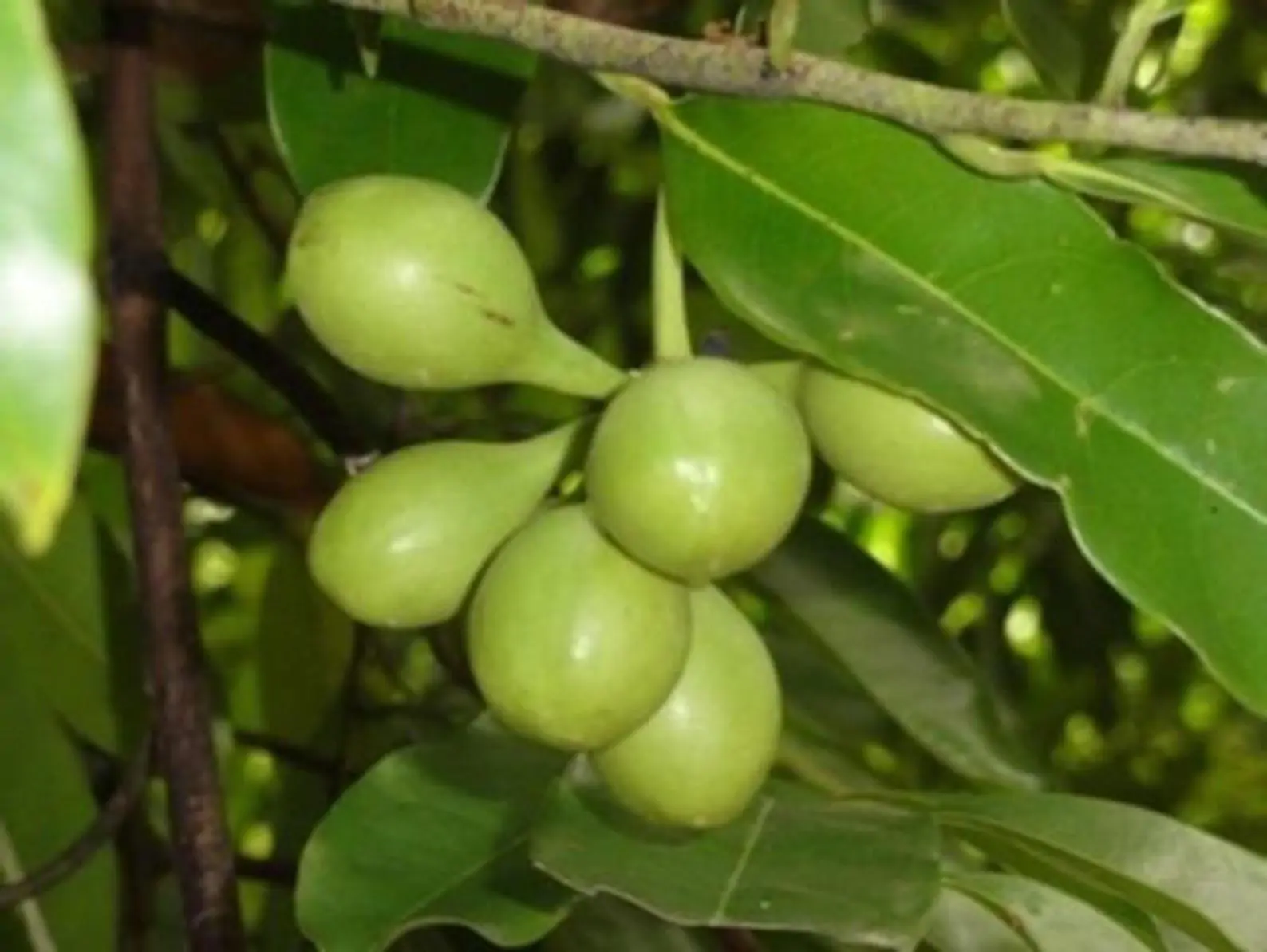 Artabotrys hexapetalus - Climbing Ylang-Ylang, Manoranjini, Ylang Ylang Vine, Tail Grape, Climbing Ilang- - Image 9