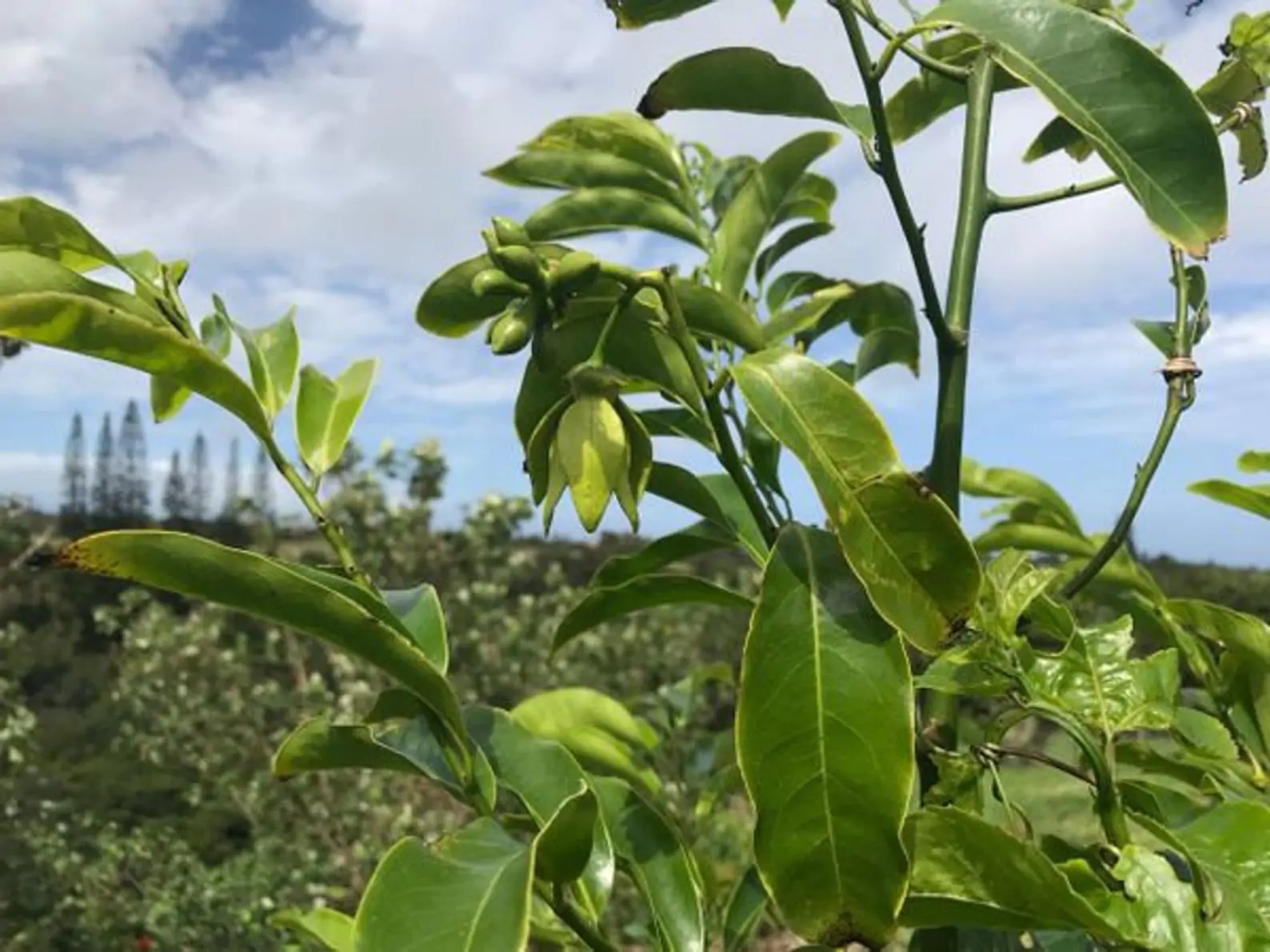 Artabotrys hexapetalus - Climbing Ylang-Ylang, Manoranjini, Ylang Ylang Vine, Tail Grape, Climbing Ilang- - Image 10