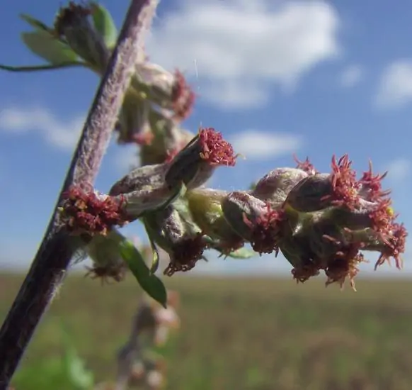 Artemisia vulgaris - Mugwort, Common Wormwood